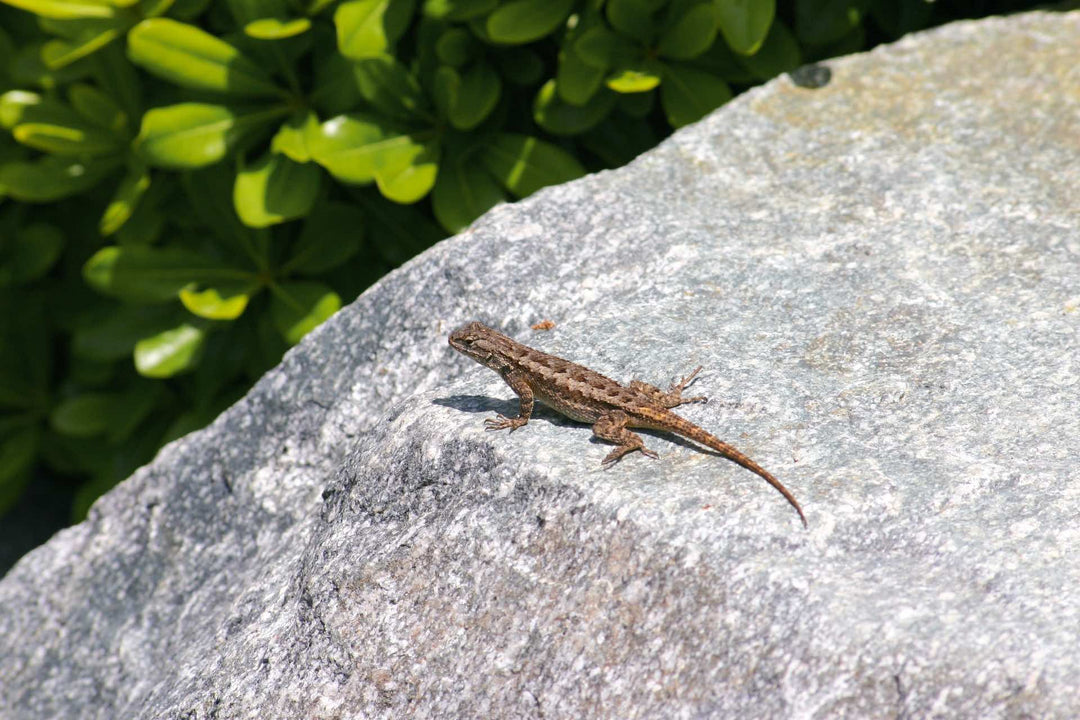 Lizards in the Garden? Great! - Savvy Gardens Centre