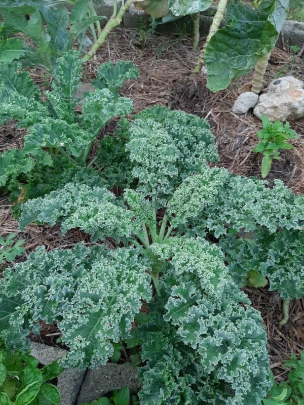 Your Stories - Curly Kale - Savvy Gardens Centre