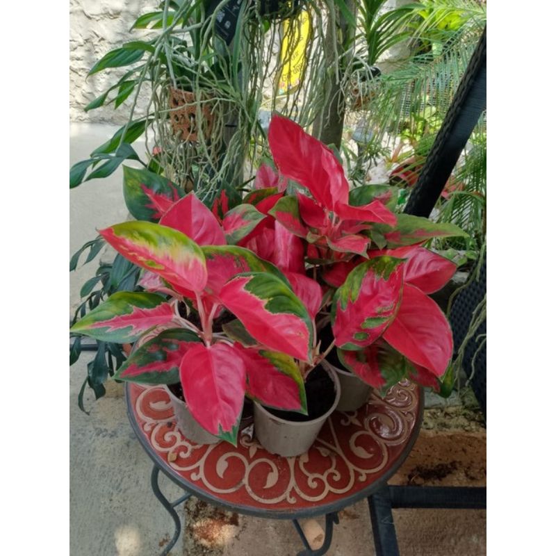 Aglaonema Red Star - Savvy Gardens Centre