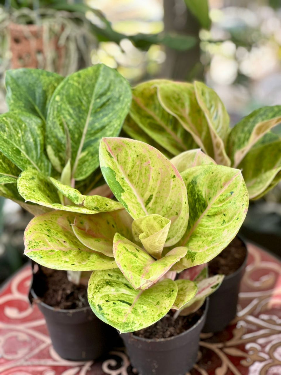 Aglaonema Rose parakeet 45cm - Savvy Gardens Centre