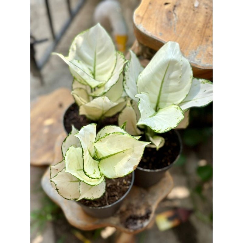 Aglaonema white joy 25cm - Savvy Gardens Centre