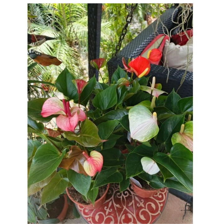 Anthurium - Savvy Gardens Centre