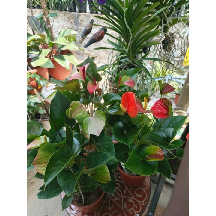 Anthurium - Savvy Gardens Centre