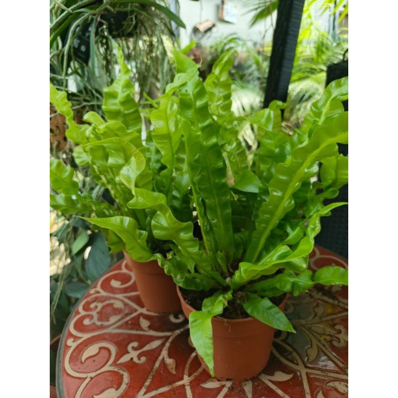 Asplenium Crispy Wave - Savvy Gardens Centre