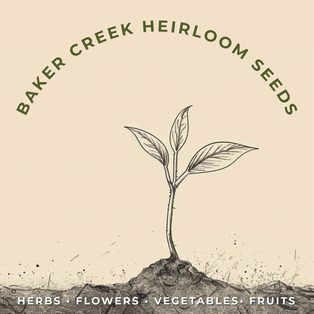 Baker Creek Heirloom LemonGrass - Savvy Gardens Centre