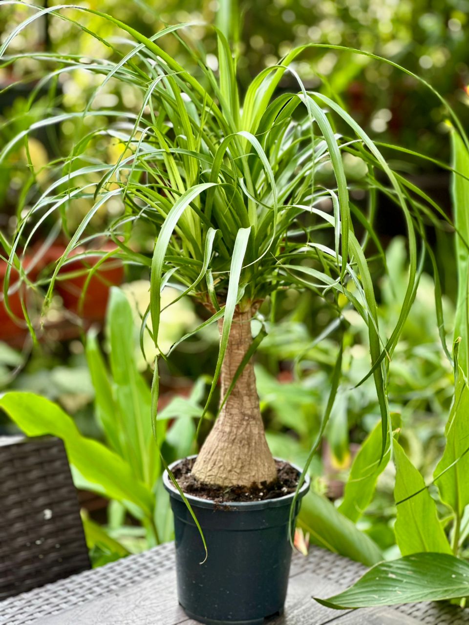 Beaucarnea Recurvata 100cm - Savvy Gardens Centre