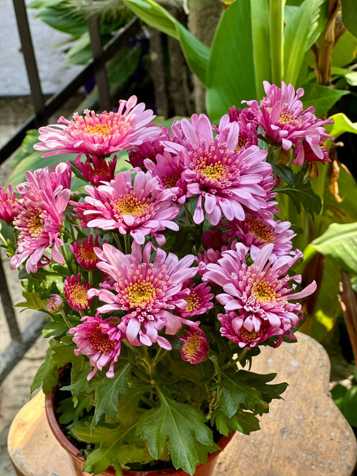 chrysanth mix 5 colors 27cm - Savvy Gardens Centre