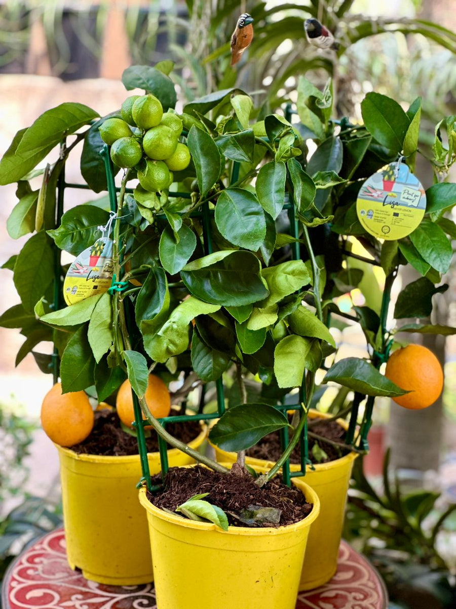 Citrus Meyer 65cm - Savvy Gardens Centre