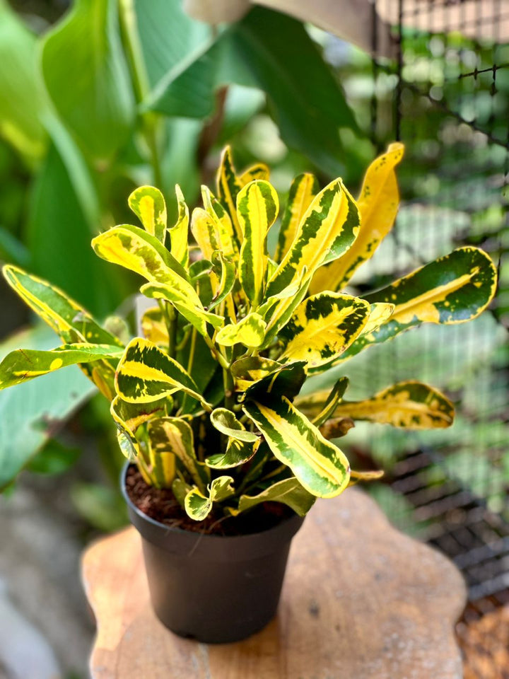 Codiaeum mixed 30cm (Croton) - Savvy Gardens Centre