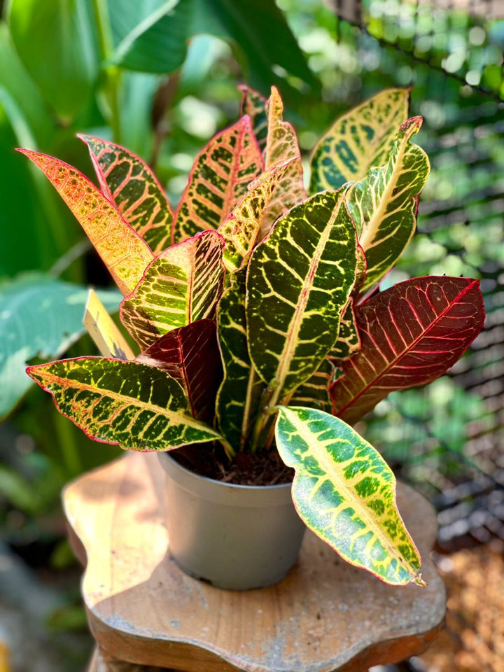 Codiaeum mixed 30cm (Croton) - Savvy Gardens Centre