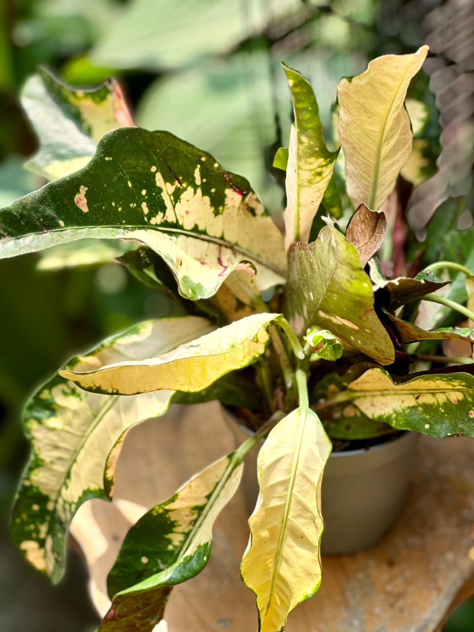 Codiaeum mixed 30cm (Croton) - Savvy Gardens Centre