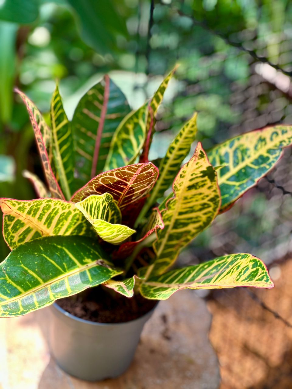 Codiaeum mixed 30cm (Croton) - Savvy Gardens Centre