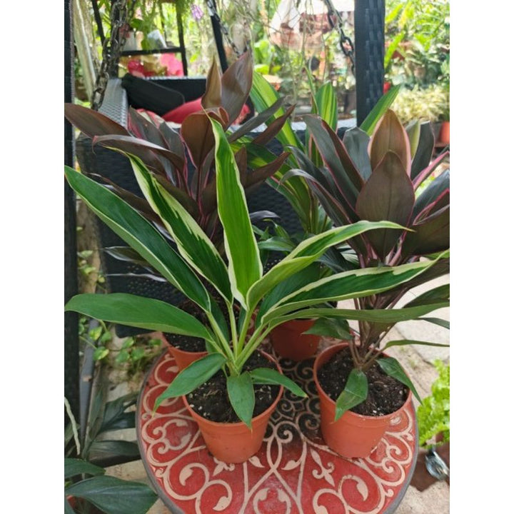 Cordyline - Savvy Gardens Centre