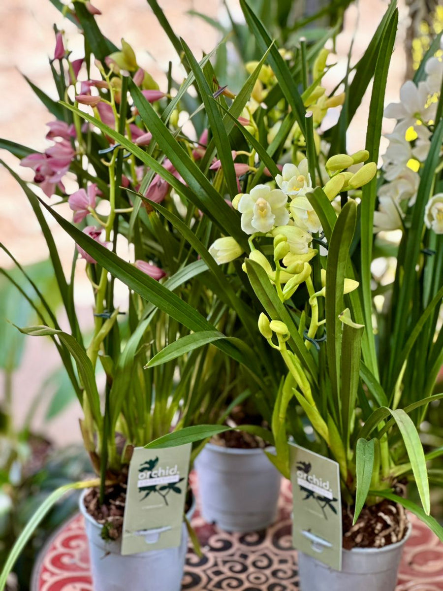 cymbidium mixed 50cm - Savvy Gardens Centre