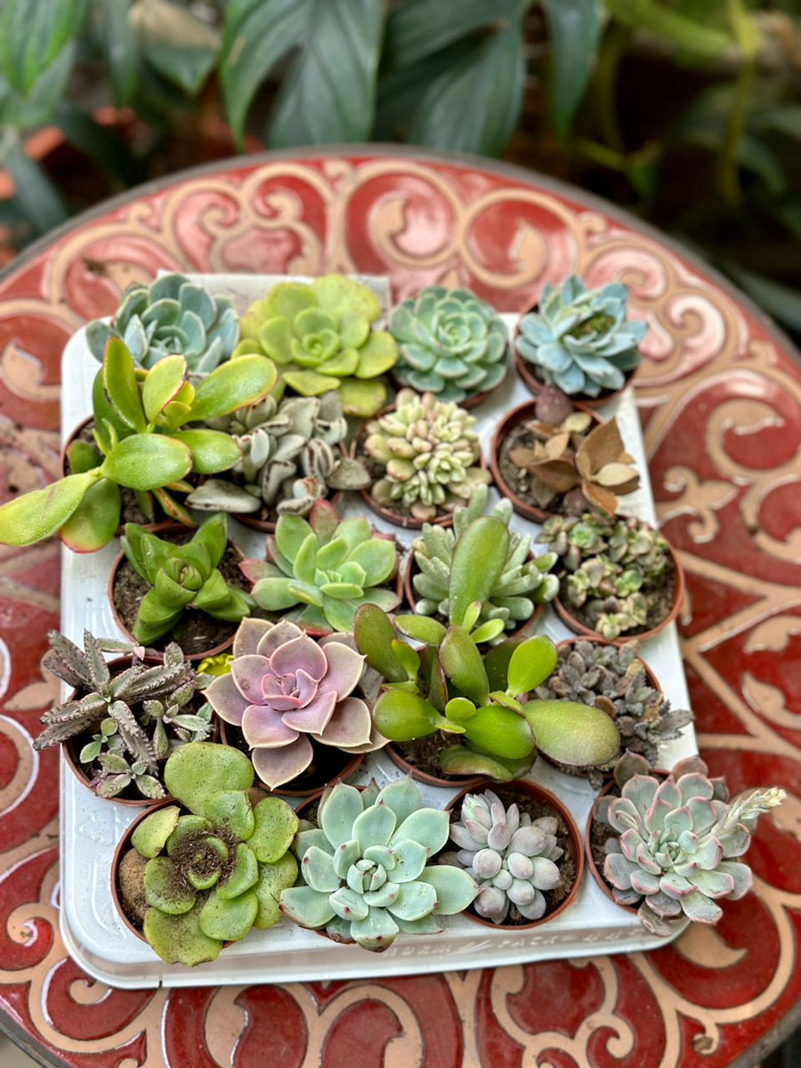 Echiveria succulent mix 10cm - Savvy Gardens Centre