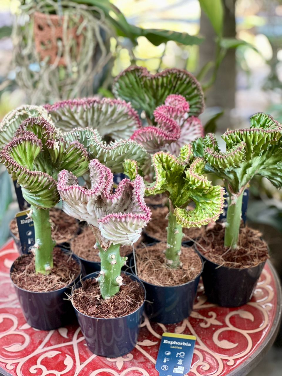 Ephorbia lactea cristata - Savvy Gardens Centre