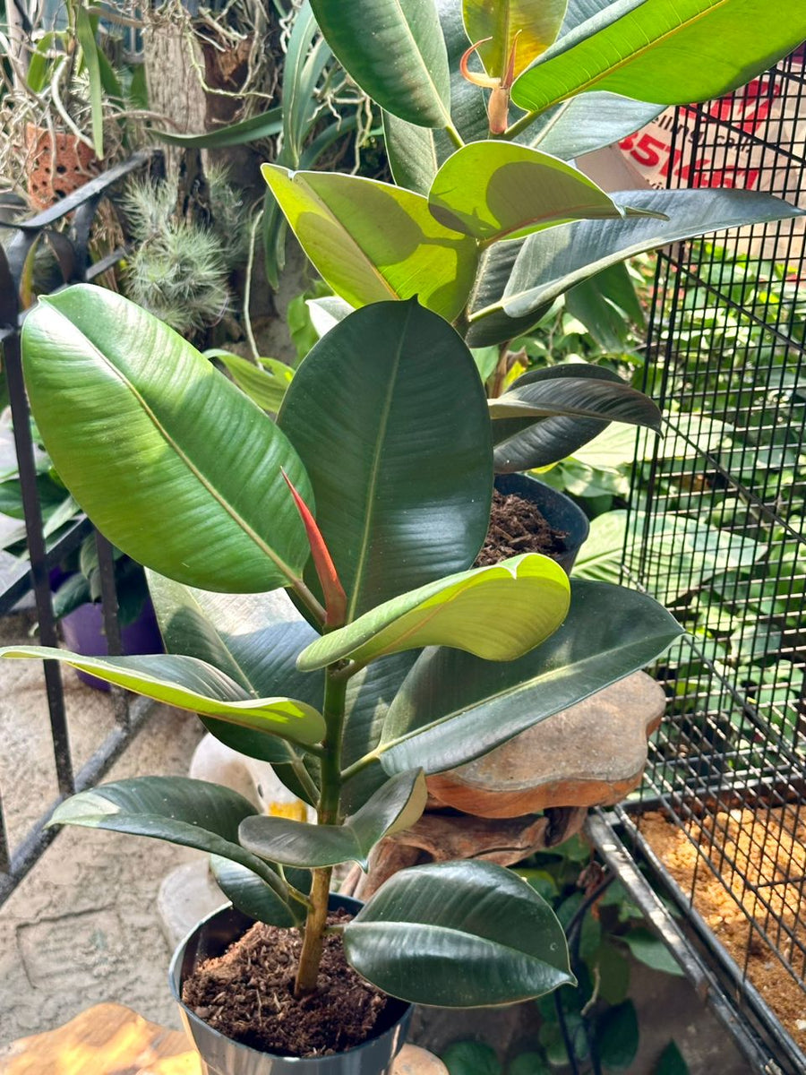 Ficus Robusta 55cm - Savvy Gardens Centre