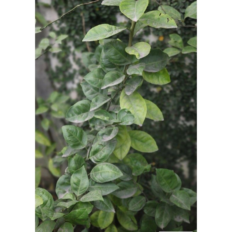 Grape Fruit Tree - Savvy Gardens Centre