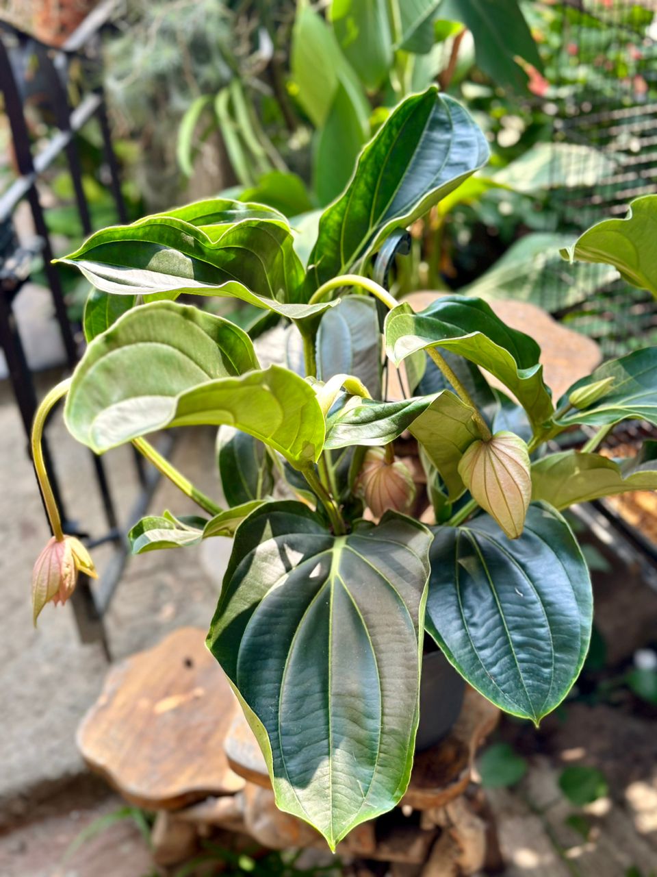 Medinilla Magnifica 55cm 6 blooms - Savvy Gardens Centre