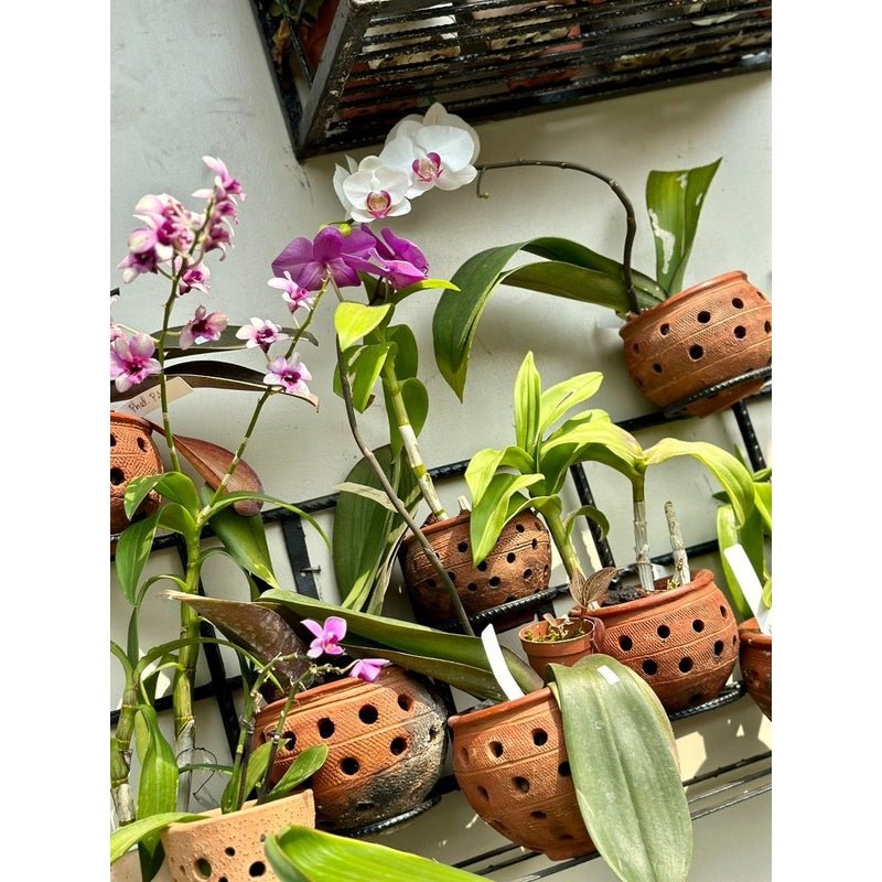 Orchid Mix 50cm - Savvy Gardens Centre