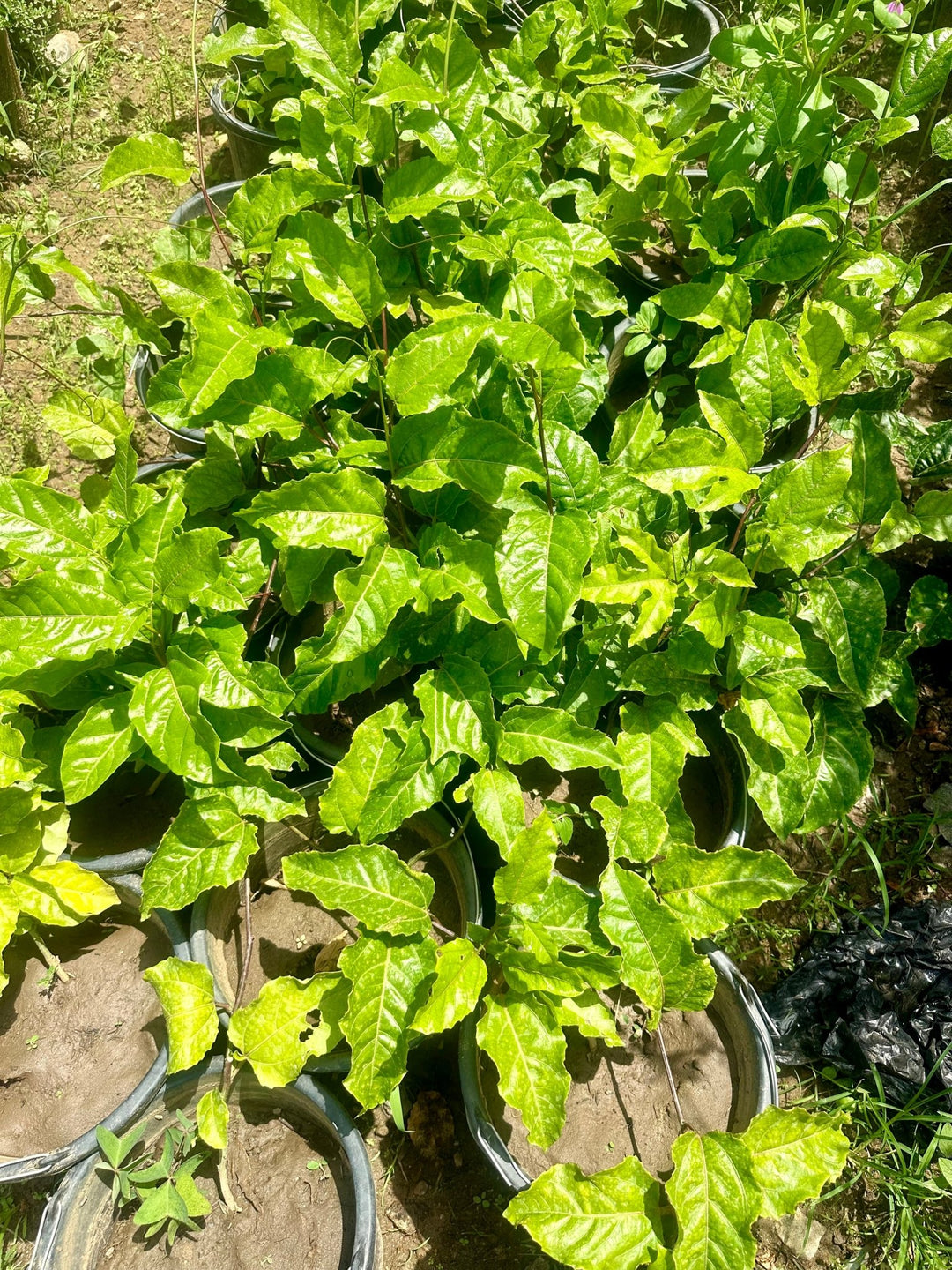 Passion Fruit Tree - Savvy Gardens Centre