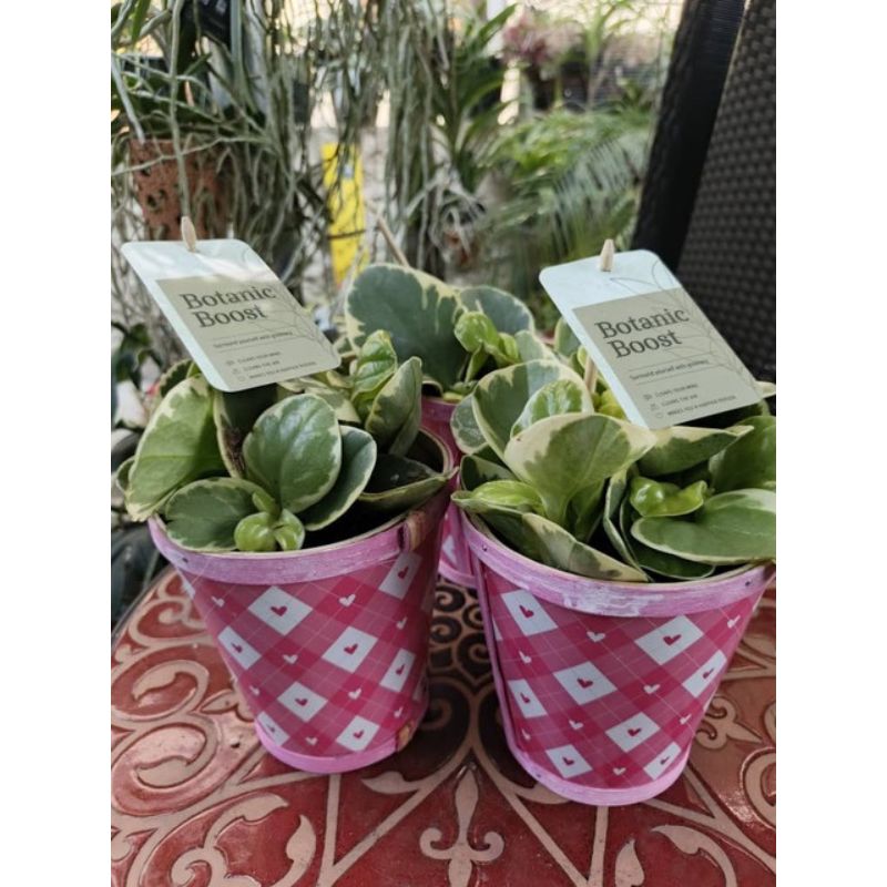 Peperomia Variegata - Savvy Gardens Centre