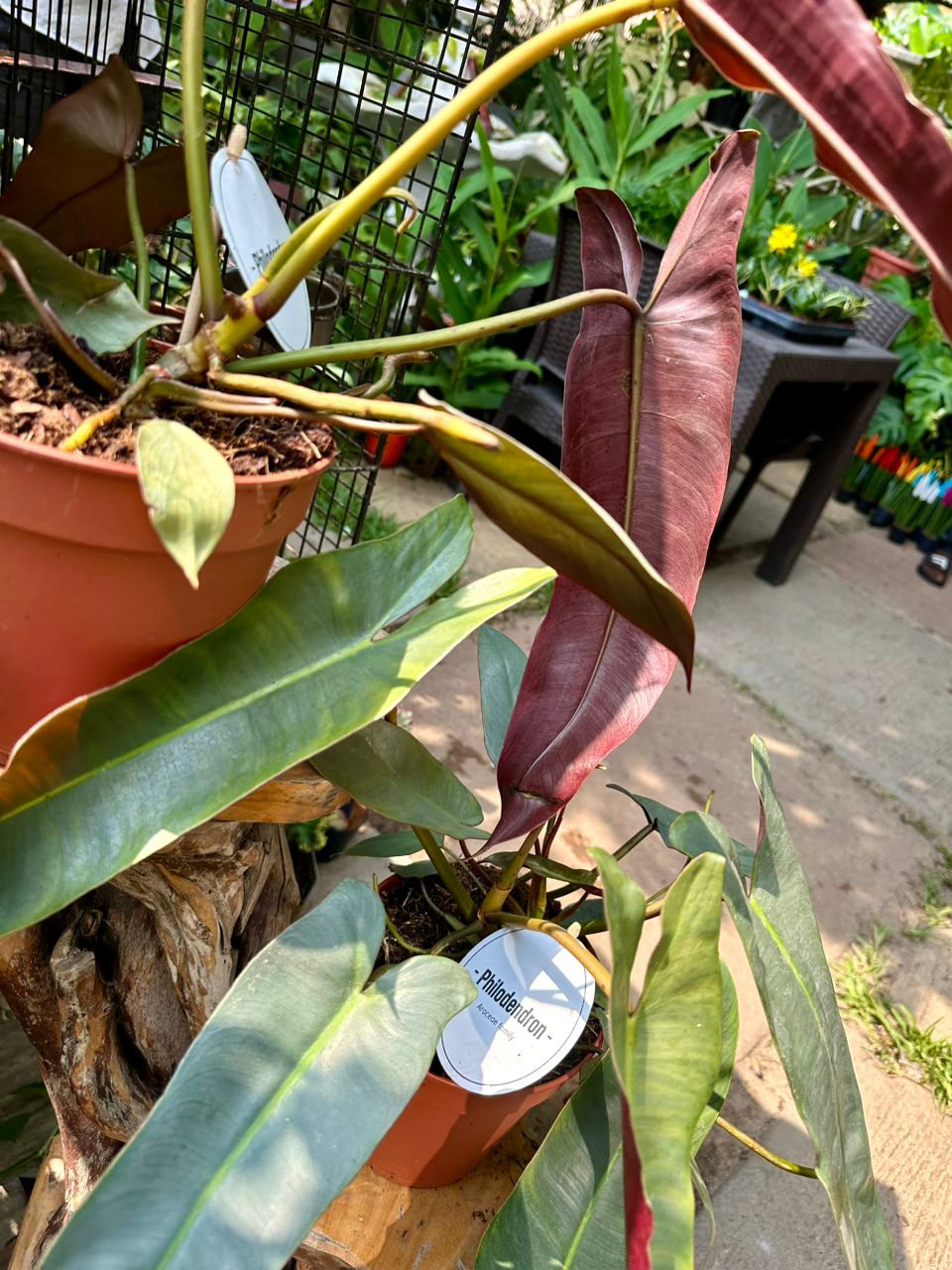 Philodendron Atabapoense 50cm - Savvy Gardens Centre