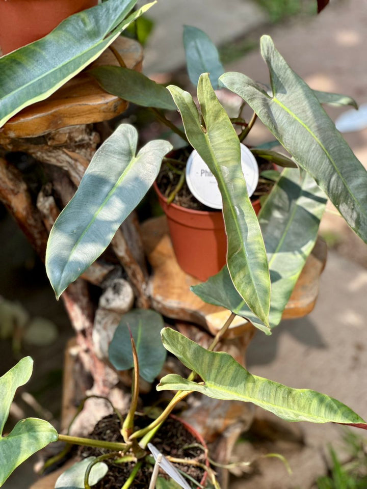 Philodendron Atabapoense 50cm - Savvy Gardens Centre