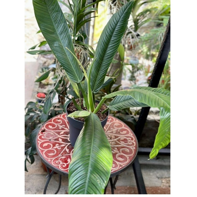 Philodendron Campii 80cm - Savvy Gardens Centre