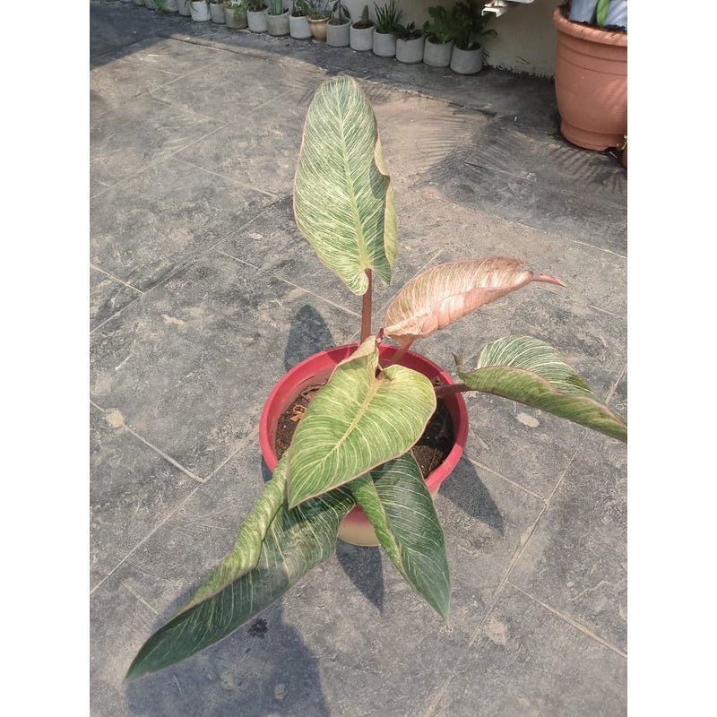 Philodendron pink birkin - Savvy Gardens Centre