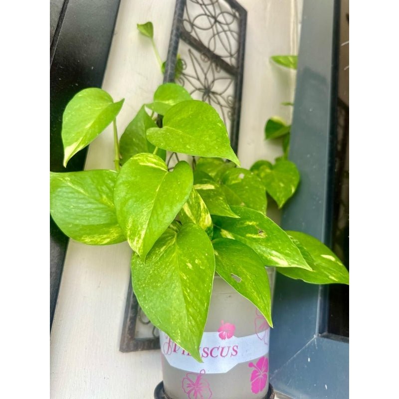 Pothos - Savvy Gardens Centre