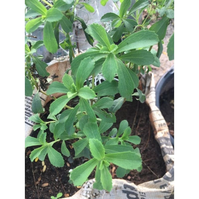 Potted Stevia - Savvy Gardens Centre