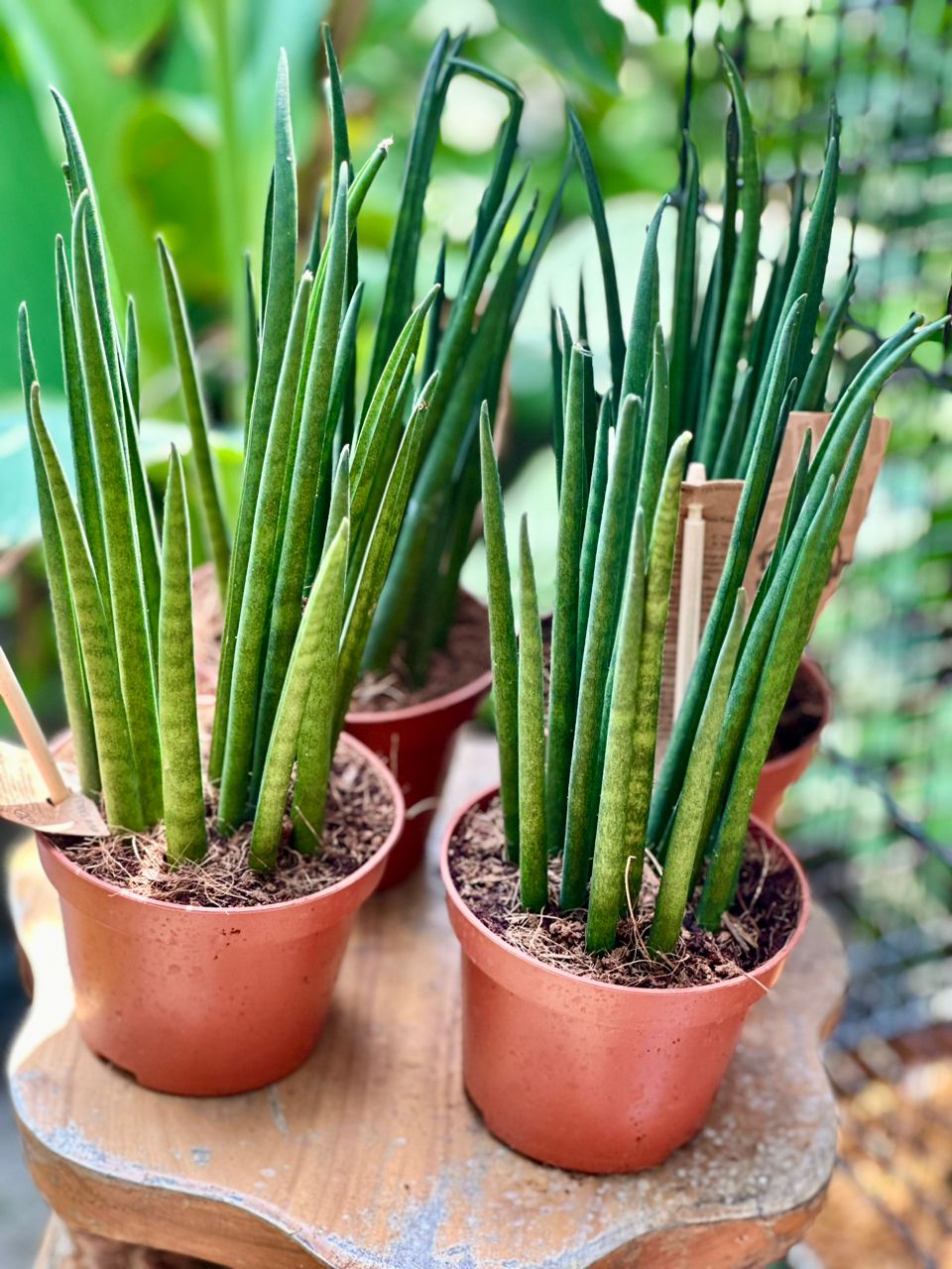 Sansevieria bacularis 30cm - Savvy Gardens Centre