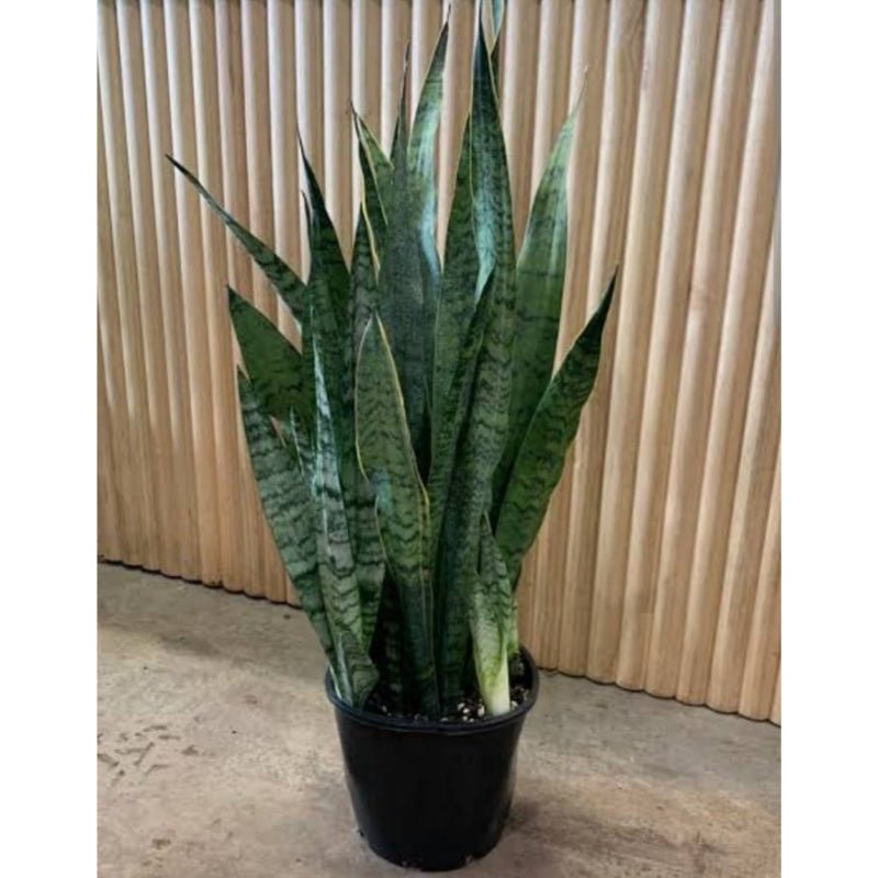 Sansevieria Zeylanica 55cm - Savvy Gardens Centre