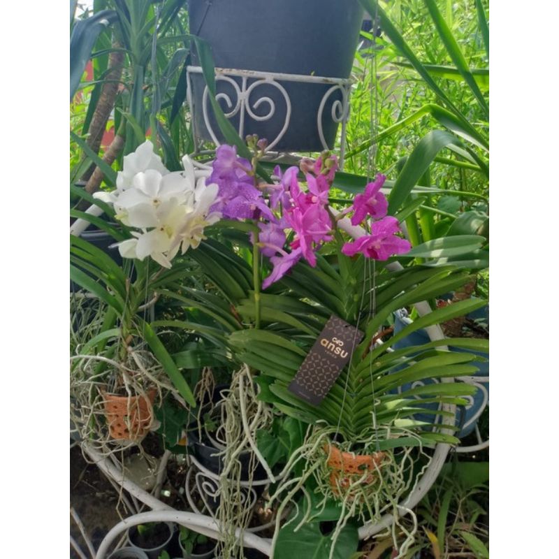 Vanda Orchids - Savvy Gardens Centre