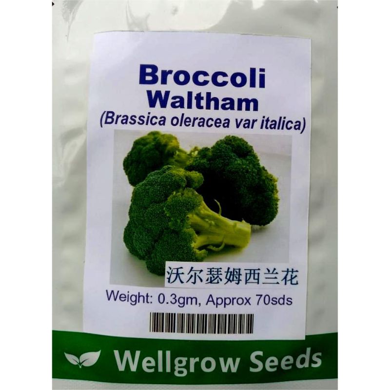 Wellgrow Broccoli Waltham - Savvy Gardens Centre