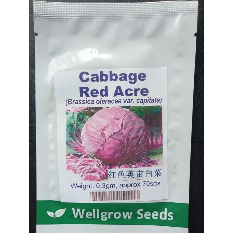 Wellgrow Cabbage Red Acre - Savvy Gardens Centre