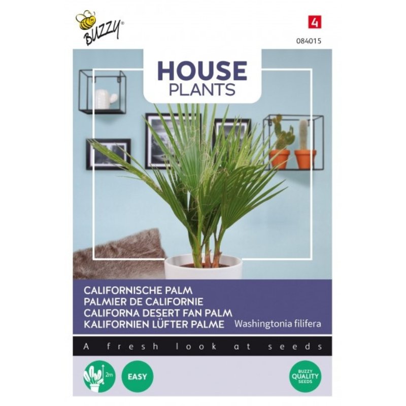 Buzzy House Plants Califforna Desert Fan Palm - Savvy Gardens Centre