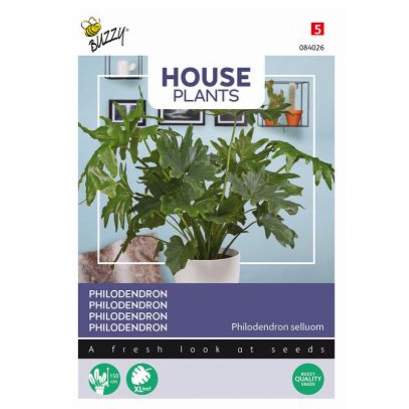 Buzzy House Plants Philodendron - Savvy Gardens Centre