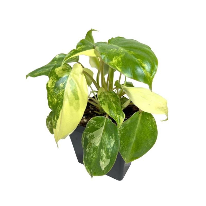 Philodendron Burle Marxii Variegated Rare Plant - Savvy Gardens Centre