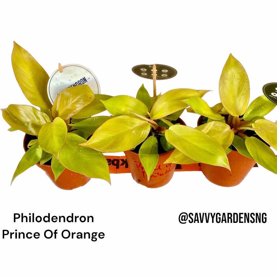 Philodendron Prince Of Orange - LGC