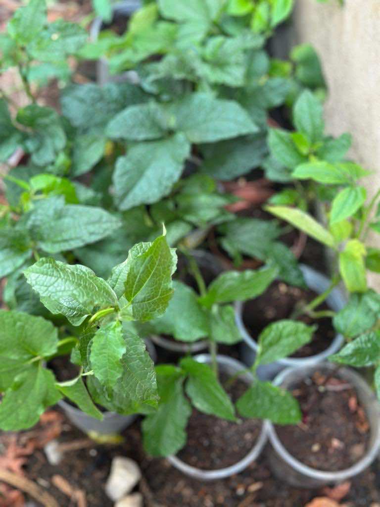 Ugu - Fluted pumpkin (Telfairia occidentalis) Seedling - LGC