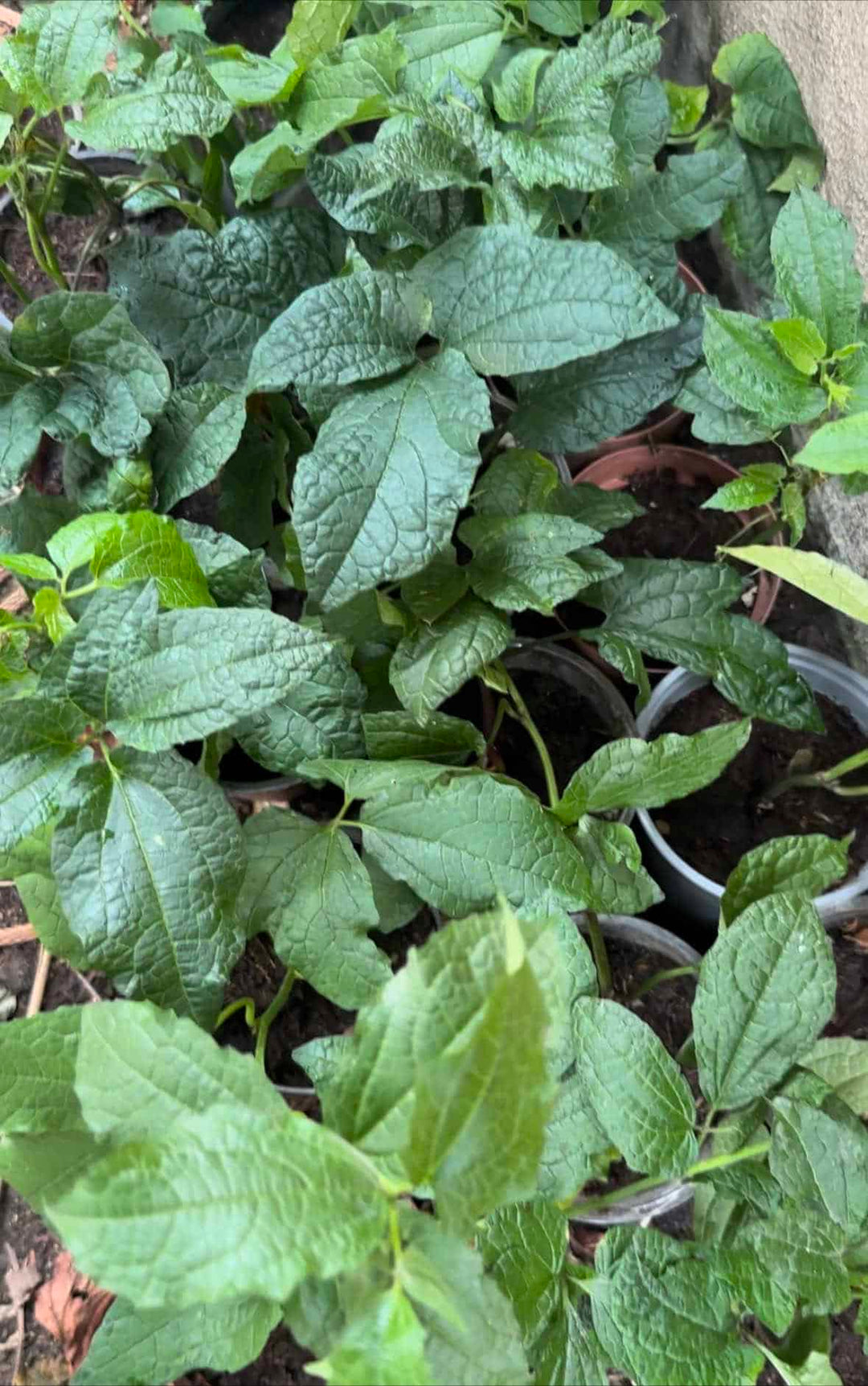 Ugu - Fluted pumpkin (Telfairia occidentalis) Seedling - LGC